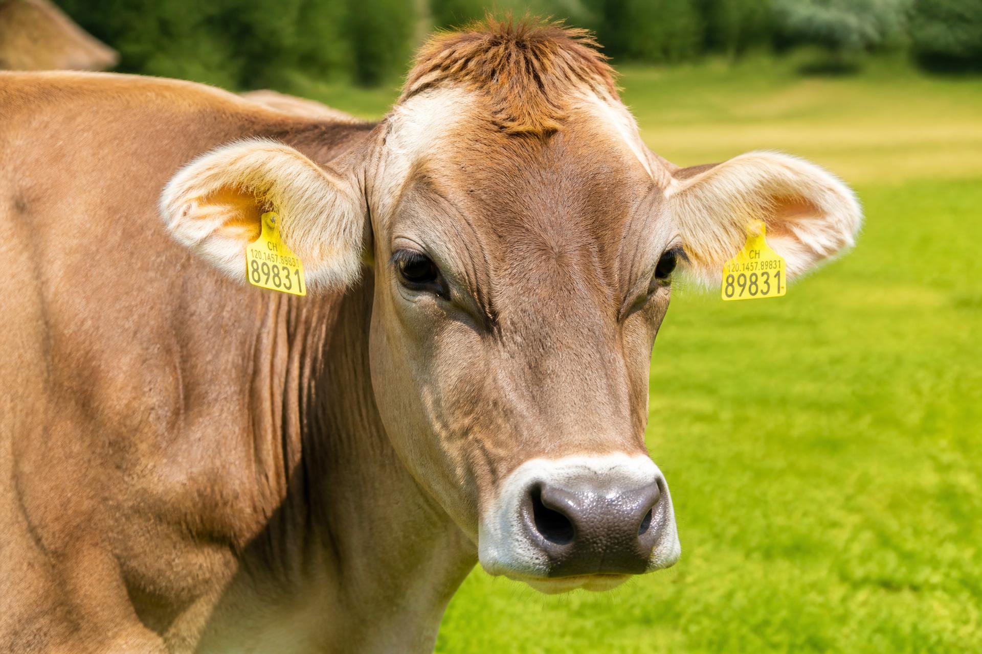 Vache laitière dans une prairie